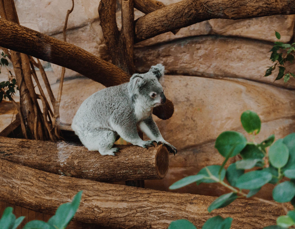 Le Koala est un gros dormeur !