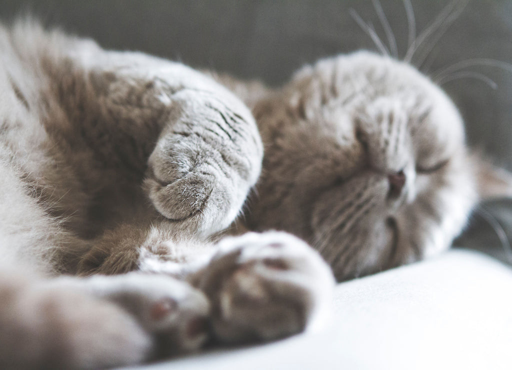 Les chats dorment en moyenne 12 heures par jours