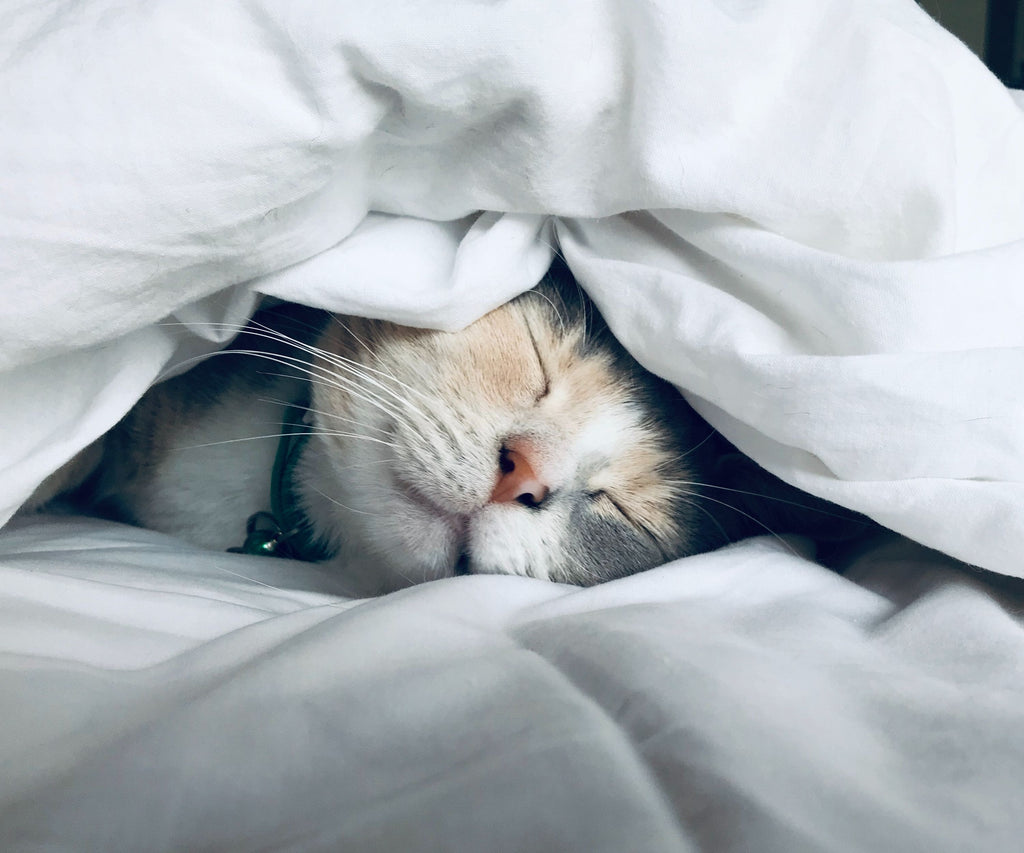 Chaque jour nous passons 7h47 à dormir